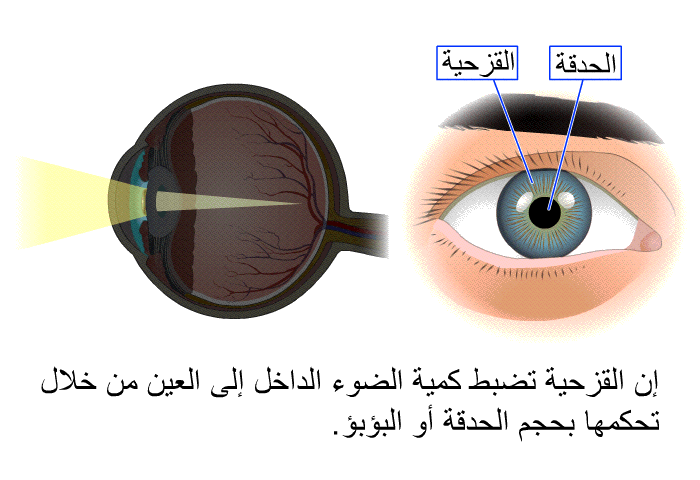 إن القزحية تضبط كمية الضوء الداخل إلى العين من خلال تحكمها بحجم الحدقة أو البؤبؤ.