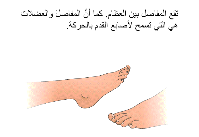 تقع المفاصلُ بين العظام. كما أنَّ المفاصلَ والعضلات هي التي تسمح لأصابع القدم بالحركة.