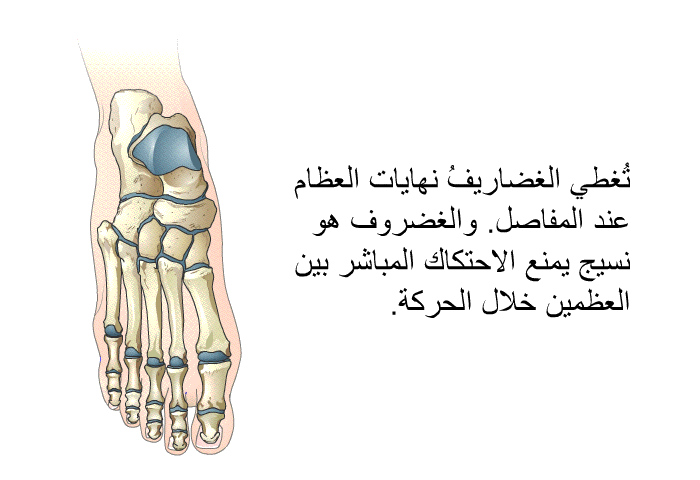 تُغطي الغضاريفُ نهايات العظام عند المفاصل. والغضروف هو نسيج يمنع الاحتكاك المباشر بين العظمين خلال الحركة.