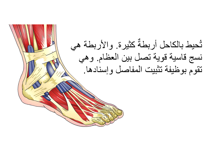تُحيط بالكاحل أربطةٌ كثيرة. والأربطة هي نسج قاسية قوية تصل بين العظام. وهي تقوم بوظيفة تثبيت المفاصل وإسنادها.