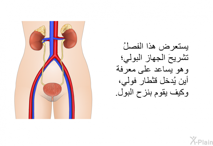 يستعرض هذا الفصلُ تشريحَ الجهاز البولي؛ وهو يساعد على معرفة أين يُدخل قثطار فولي، وكيف يقوم بنزح البول.