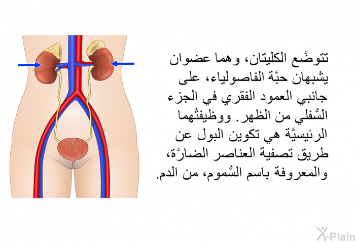 تتوضَّع الكليتان، وهما عضوان يشبهان حبَّة الفاصولياء، على جانبي العمود الفقري في الجزء السُّفلي من الظهر. ووظيفتُهما الرئيسيَّة هي تكوين البول عن طريق تصفية العناصر الضارَّة، والمعروفة باسم السُّموم، من الدم.