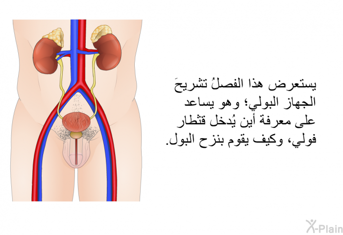 يستعرض هذا الفصلُ تشريحَ الجهاز البولي؛ وهو يساعد على معرفة أين يُدخل قثطار فولي، وكيف يقوم بنزح البول.