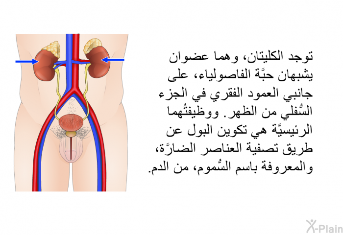 توجد الكليتان، وهما عضوان يشبهان حبَّة الفاصولياء، على جانبي العمود الفقري في الجزء السُّفلي من الظهر. ووظيفتُهما الرئيسيَّة هي تكوين البول عن طريق تصفية العناصر الضارَّة، والمعروفة باسم السُّموم، من الدم.