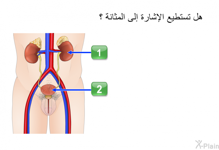 هل تستطيع الإشارة إلى المثانة