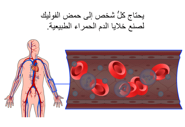 يحتاج كلُّ شخص إلى حمض الفوليك لصنع خلايا الدم الحمراء الطبيعية.