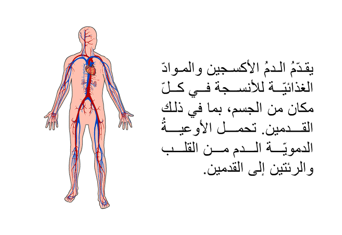 يقدّمُ الدمُ الأكسجين والموادّ الغذائيّة للأنسجة في كلّ مكان من الجسم، بما في ذلك القدمين. تحمل الأوعيةُ الدمويّة الدم من القلب والرئتين إلى القدمين.