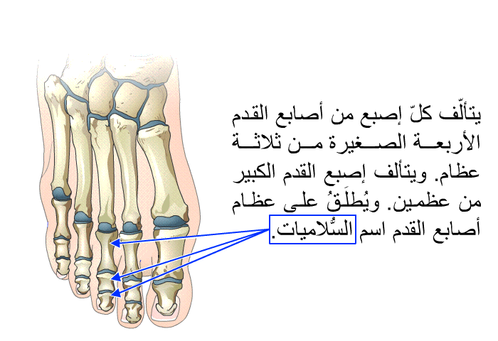 يتألّف كلّ إصبع من أصابع القدم الأربعة الصغيرة من ثلاثة عظام. ويتألف إصبع القدم الكبير من عظمين. ويُطلَقُ على عظام أصابع القدم اسم السُّلاميات.
