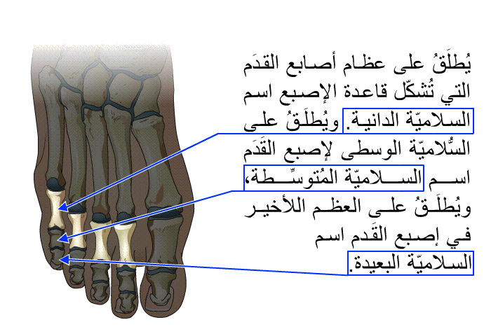 يُطلَقُ على عظام أصابع القدَم التي تُشكّل قاعدة الإصبع اسم السُّلاميّة الدانية. ويُطَلَقُ على السُّلاميّة الوسطى لإصبع القَدَم اسم السُّلاميّة المُتوسِّطة، ويُطلَقُ على العظم اللأخير في إصبع القَدم اسم السُّلاميّة البعيدة.