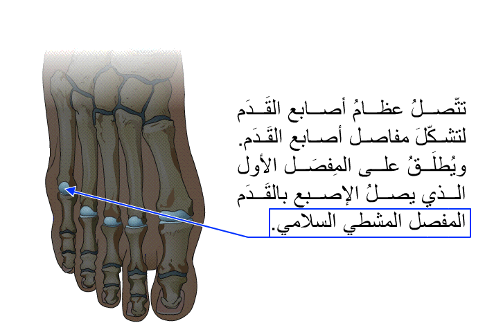 تتّصلُ عظامُ أصابع القَدَم لتشكّلَ مفاصل أصابع القَدَم. ويُطلَقُ على المَفصِل الأول الذي يصلُ الإصبع بالقَدَم المفصل المشطي السلامي.