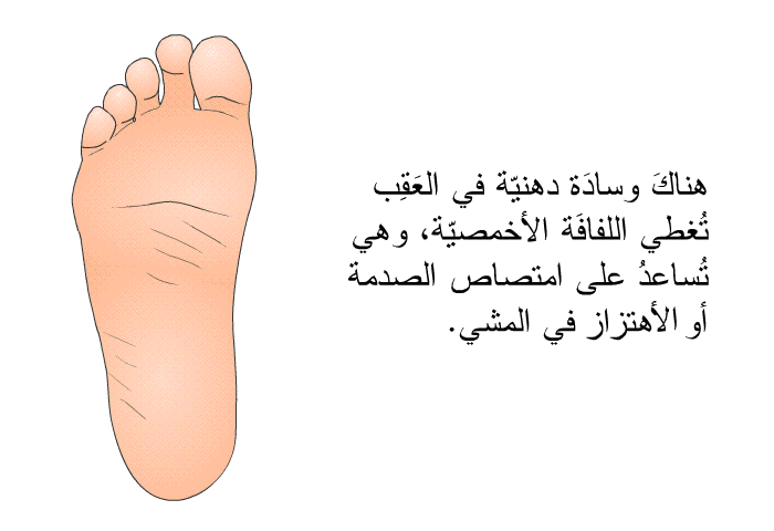 هناكَ وسادَة دهنيّة في العَقِب تُغطي اللفافَة الأخمصيّة، وهي تُساعدُ على امتصاص الصدمة أو الهتزاز في المشي.