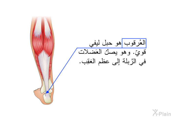 العُرقوب هو حبل ليفي قويّ. وهو يصلُ العَضلات في الرَّبلة إلى عظم العَقِب.