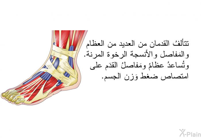 تتألفُ القدمان من العديد من العظام والمَفاصل والأنسجة الرخوة المرنة. وتُساعدُ عظامُ ومَفاصلُ القدَم على امتصاص ضغط وَزن الجسم.