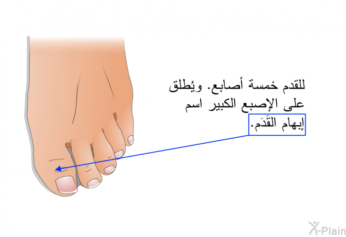 للقدم خمسة أصابع. ويُطلق على الإصبع الكبير اسم إبهام القَدَم.