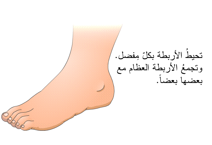 تحيطُ الأربطة بكلّ مِفصَل. وتجمعُ الأربطة العظام مع بعضها بعضاً.