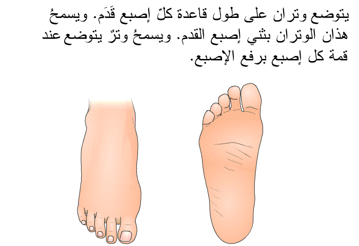 يسيرُ وتران على طول قاعدة كلّ إصبع قَدَم. ويسمحُ هذان الوتران بثني إصبع القدم. ويسمحُ وترٌ يسير عند قمة كل إصبع برفع الإصبع.