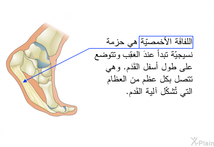 اللفافَة الأخمصيّة هي حزمة نسيجيّة تبدأُ عندَ العَقِب وتسير على طول أسفل القَدَم. وهي تتصل بكل عظم من العظام التي تُشكّل كُرة القَدم.