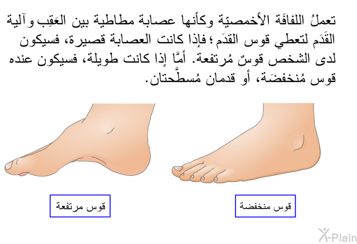 تعملُ اللفافَة الأخمصيّة وكأنها عصابة مطاطية بين العَقِب وكرة القَدَم لتعطي قوس القدَم؛ فإذا كانت العصابة قصيرة، فسيكون لدى الشخص قوسٌ مُرتفعة. أمَّا إذا كانت طويلة، فسيكون عنده قوس مُنخفضَة، أو قدمان مُسطَّحتان.