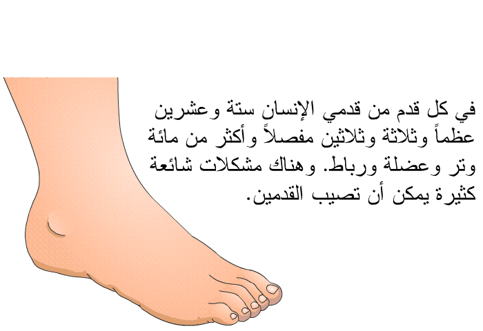 في كل قدم من قدمي الإنسان ستة وعشرين عظماً وثلاثة وثلاثين مفصلاً وأكثر من مائة وتر وعضلة ورباط. وهناك مشكلات شائعة كثيرة يمكن أن تصيب القدمين.
