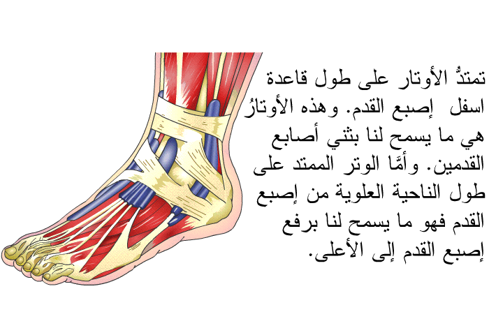 تمتدُّ الأوتار على طول قاعدة اسفل إصبع القدم. وهذه الأوتارُ هي ما يسمح لنا بثني أصابع القدمين. وأمَّا الوتر الممتد على طول الناحية العلوية من إصبع القدم فهو ما يسمح لنا برفع إصبع القدم إلى الأعلى.