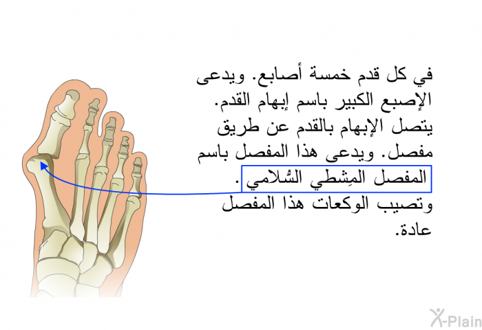 في كل قدم خمسة أصابع. ويدعى الإصبع الكبير باسم إبهام القدم. يتصل الإبهام بالقدم عن طريق مفصل. ويدعى هذا المفصل باسم "المفصل المِشطي السُّلامي". وتصيب الوكعات هذا المفصل عادة.