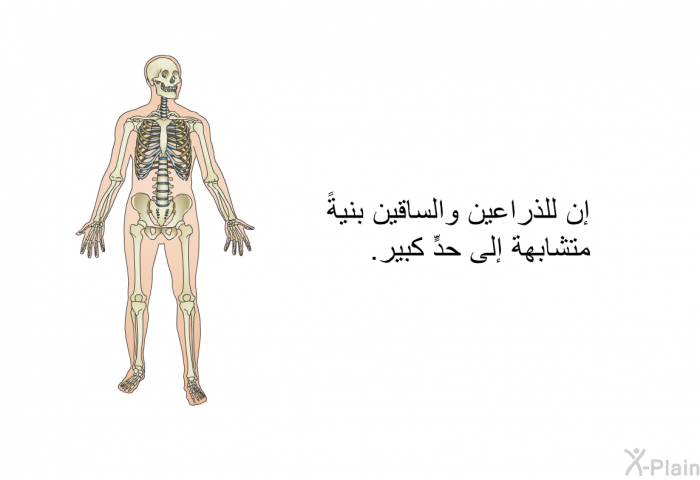 إن للذراعين والساقين بنيةً متشابهة إلى حدٍّ بعيد.