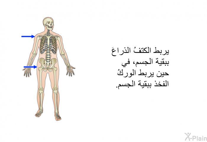 يربط الكتفُ الذراعَ ببقية الجسم، في حين يربط الوركُ الفخذ ببقية الجسم.