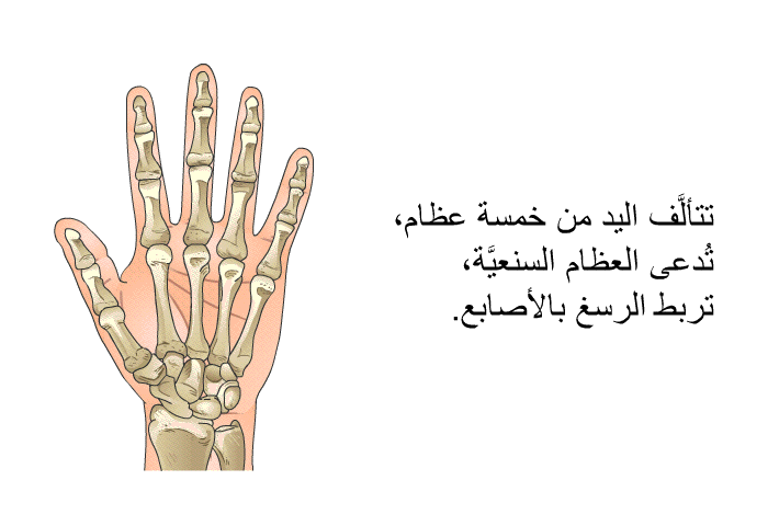 تتألَّف اليد من خمسة عظام، تُدعى العظام السنعيَّة، تربط الرسغ بالأصابع.