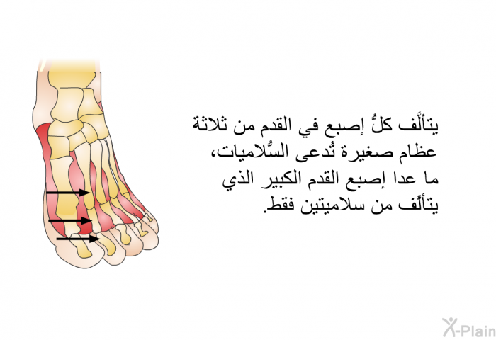 يتألَّف كلُّ إصبع في القدم من ثلاثة عظام صغيرة تُدعى السُّلاميات، ما عدا إصبع القدم الكبير الذي يتألَّف من سلاميتين فقط.