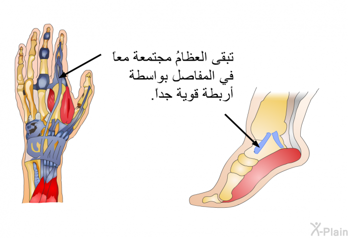 تبقى العظامُ مجتمعة معاً في المفاصل بواسطة أربطة قوية جداً.