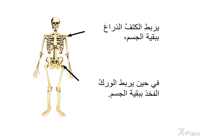 يربط الكتفُ الذراعَ ببقية الجسم، في حين يربط الوركُ الفخذ ببقية الجسم.