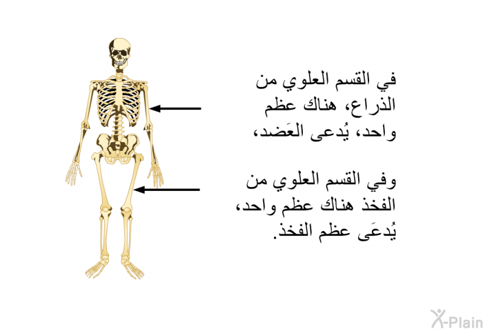 في القسم العلوي من الذراع، هناك عظم واحد، يُدعى العَضُد، وفي القسم العلوي من الفخذ هناك عظم واحد، يُدعَى عظم الفخذ.