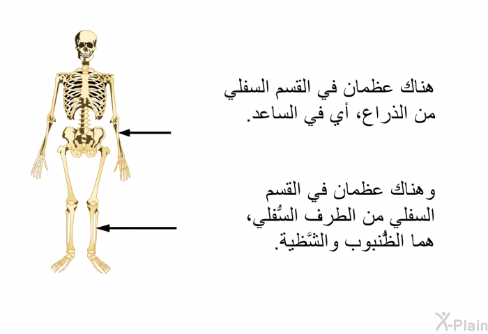 هناك عظمان في القسم السفلي من الذراع، أي في الساعد. وهناك عظمان في القسم السفلي من الطرف السُّفلي، هما الظُّنبوب والشَّظية.