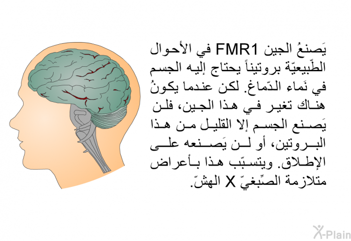 يَصنعُ الجين FMR1 في الأحوال الطّبيعيّة بروتيناً يحتاج إليه الجسم في نَماء الدّماغ. لكن عندما يكونُ هناك تغييرٌ في هذا الجين، فلن يَصنع الجسم إلا القليل من هذا البروتين، أو لن يَصنعه على الإطلاق. ويتسبّب هذا بأعراض متلازمة الصِّبغيّ X الهشّ.