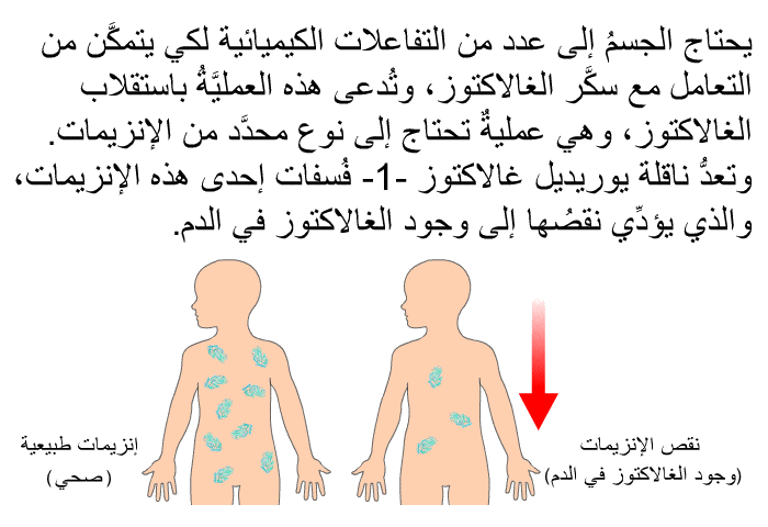 يحتاج الجسمُ إلى عدد من التفاعلات الكيميائية لكي يتمكَّن من التعامل مع سكَّر الغالاكتوز، وتُدعى هذه العمليَّةُ باستقلاب الغالاكتوز، وهي عمليةٌ تحتاج إلى نوع محدَّد من الإنزيمات. وتعدُّ ناقلة يوريديل غالاكتوز -1- فُسفات إحدى هذه الإنزيمات، والذي يؤدِّي نقصُها إلى وجود الغالاكتوز في الدم.