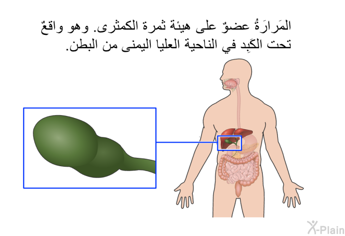 المَرارَةُ عضوٌ على هيئة ثمرة الكمثرى. وهو واقعٌ تحت الكَبِد في الناحية العليا اليمنى من البطن.