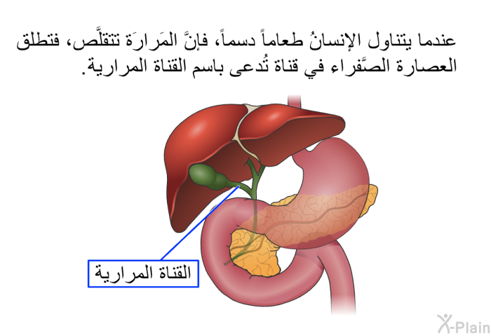 عندما يتناول الإنسانُ طعاماً دسماً، فإنَّ المَرارَة تتقلَّص، فتطلق العصارة الصَّفراء في قناة تُدعى باسم القناة المرارية.