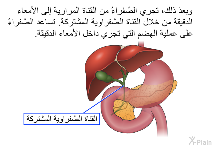 وبعدَ ذلك، تجري الصَّفراءُ من القناة المرارية إلى الأمعاء الدقيقة من خلال القناة الصَّفراوية المشتركة. تساعد الصَّفراءُ على عملية الهضم التي تجري داخل الأمعاء الدقيقة.