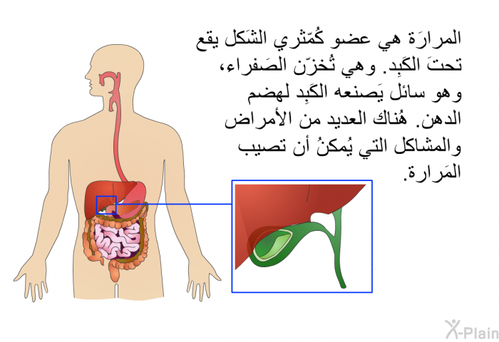 المرارَة هي عضو كُمّثري الشَكل يقع تحتَ الكَبِد. وهي تُخزّن الصَفراء، وهو سائل يَصنعه الكَبِد لهضم الدهن. هُناك العديد من الأمراض والمشاكل التي يُمكنُ أن تصيب المَرارة.