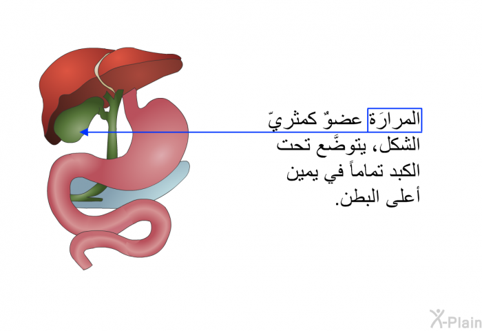المرارَة عضوٌ كمثريّ الشكل، يتوضَّع تحت الكبد تماماً في يمين أعلى البطن.