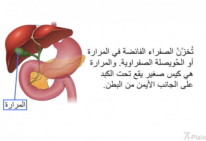 تُخَزَّنُ الصفراء الفائضة في المرارة أو الحُوَيْصِلة الصفراوية. والمرارة هي كيس صغير يقع تحت الكبد على الجانب الأيمن من البطن.