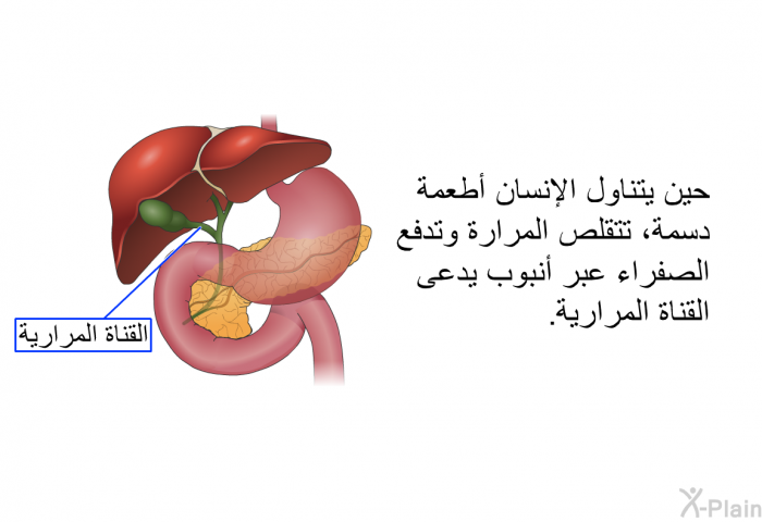 حين يتناول الإنسان أطعمة دسمة، تتقلص المرارة وتدفع الصفراء عبر أنبوب يدعى القناة المرارية.