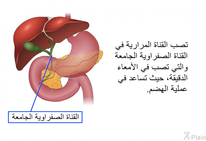 تصب القناة المرارية في القناة الصفراوية الجامعة والتي تصب في الأمعاء الدقيقة، حيث تساعد في عملية الهضم.