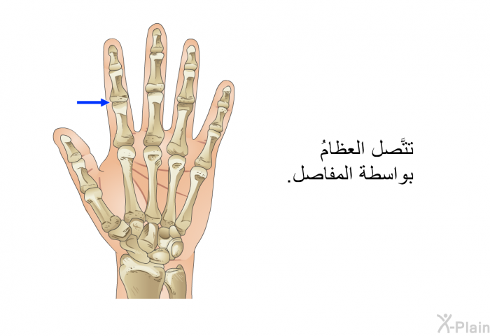 تتَّصل العظامُ بواسطة المفاصل.