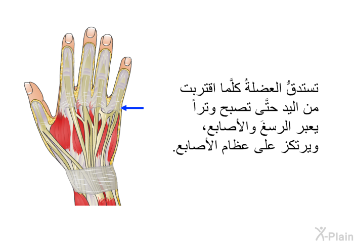 تستدقُّ العضلةُ كلَّما اقتربت من اليد حتَّى تصبح وتراً يعبر الرسغَ والأصابع، ويرتكز على عظام الأصابع.