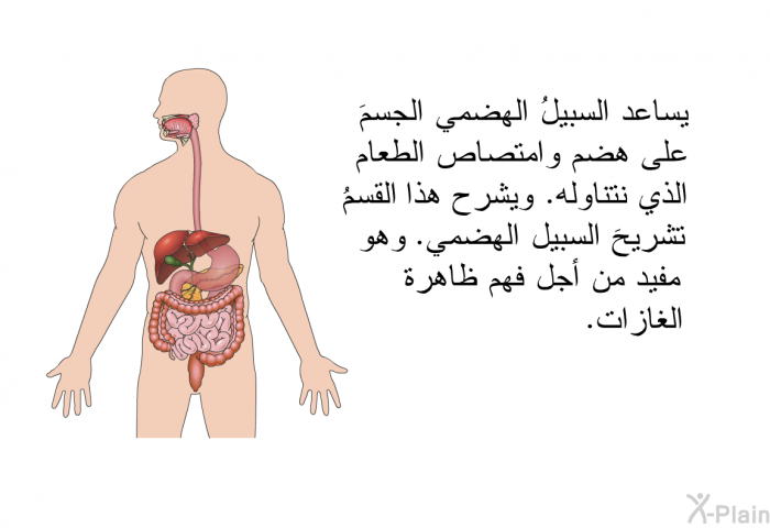 يساعد السبيلُ الهضمي الجسمَ على هضم وامتصاص الطعام الذي نتناوله. ويشرح هذا القسمُ تشريحَ السبيل الهضمي. وهو مفيد من أجل فهم ظاهرة الغازات.