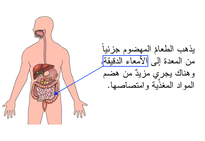 يذهب الطعامُ المهضوم جزئياً من المعدة إلى الأمعاء الدقيقة. وهناك يجري مزيدٌ من هضم المواد المغذِّية وامتصاصها.