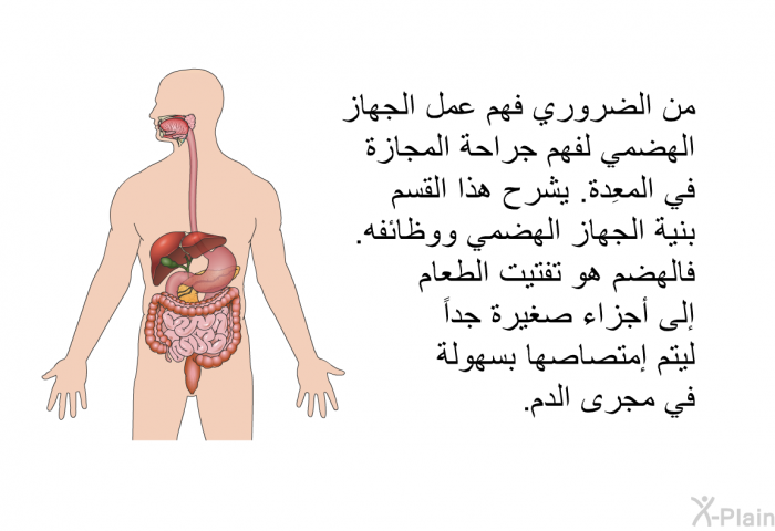 من الضروري فهم عمل الجهاز الهضمي لفهم جراحة المجازة في المعِدة. يشرح هذا القسم بنية الجهاز الهضمي ووظائفه. فالهضم هو تفتيت الطعام إلى أجزاء صغيرة جداً ليتم إمتصاصها بسهولة في مجرى الدم.