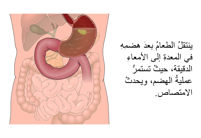 ينتقلُ الطعامُ بعدَ هضمِهِ في المعدةِ إلى الأمعاءِ الدقيقة، حيثُ تستمرُّ عمليةُ الهضم، ويحدثُ الامتصاص.