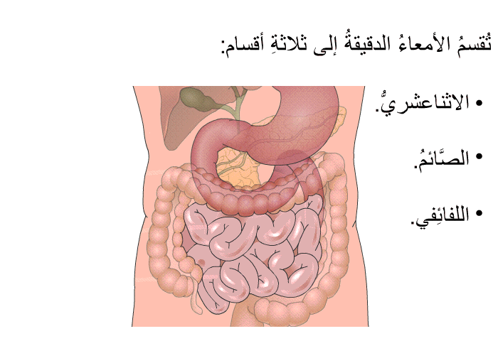 تُقسمُ الأمعاءُ الدقيقةُ إلى ثلاثةِ أقسام: الاثناعشريُّ والصَّائمُ واللفائِفي.